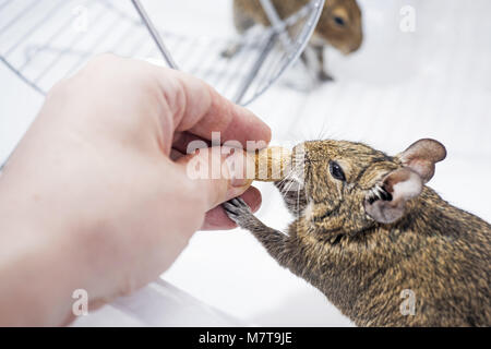 Kleine Australische home Haustier Degu. Auf weissem Hintergrund. Stockfoto