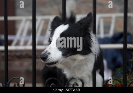 Border Collie mit Heterochromia Stockfoto