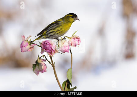 Kleine eurasian siskin (Spinus spinus) sitzt auf einem rose Blütenknospen. Stockfoto