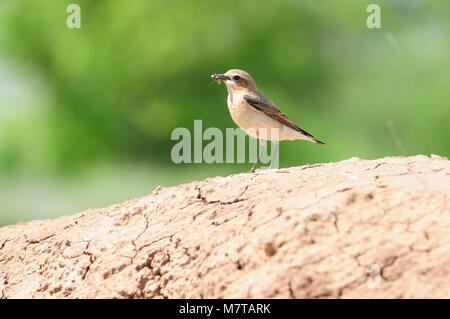 Northern Steinschmätzer (Oenanthe Oenanthe) steht auf dem Rissige Erde der Steinbruch mit einer Kakerlake im Schnabel. Stockfoto