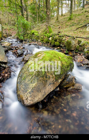 Große, Moos bedeckt, Glazial- Felsen in einem bewaldeten Hang stream, Tarn Hows, Lake District, England, Oktober Stockfoto