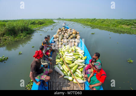 Die kürbisse sind Karwan Bazar und shaympur Bazar der Hauptstadt Dhaka auf Lkws oder Lokale Boote gesendet. Stockfoto