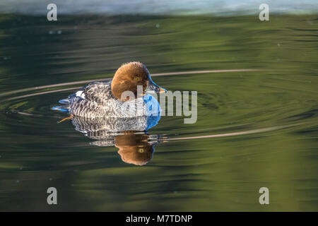 Weibliche Schellente Ente schwimmen in einer teilweise zugefrorenen See. Hamretjern See, Fana, Bergen, Norwegen Stockfoto