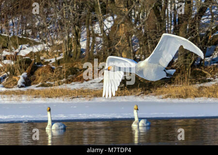 Ein singschwan Fliegen über eine teilweise zugefrorenen See in Fana, Norwegen. Stockfoto
