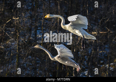 Zwei Singschwänen über auf dem eisigen Wasser in einen kleinen See in Norwegen zu landen Stockfoto