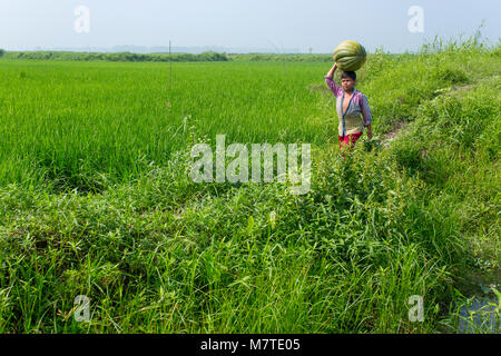 Ein Junge mit großen Kürbis auf dem Kopf bei Arial Beel, Munshigonj, Bangladesch. Stockfoto