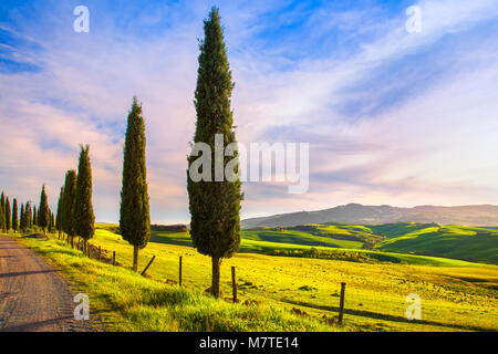 Toskana, Cypress Tree Gruppe Zeile und weißen ländlichen Straße auf den Sonnenuntergang. Volterra, Pisa Italien, Europa. Stockfoto