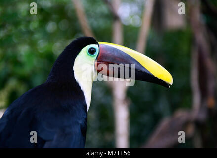 Kastanie - mandibled Toucan, Ramphastos swainsonii Stockfoto