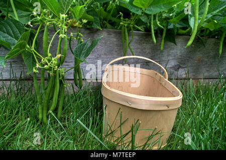 Grüne Bohnen mit einem Korb bereit geerntet zu werden. Stockfoto