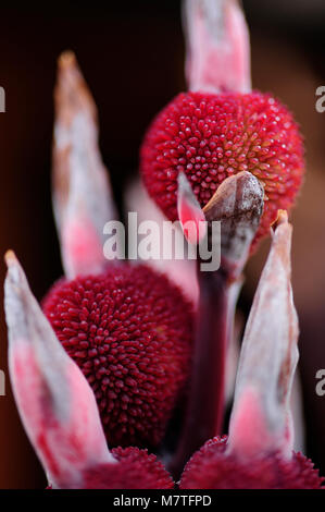 Die großen, üppigen Laub von Canna indica aus einzelnen Stämmen ist Dunkelgrün mit violett-rote Markierungen, so dass dieses Werk ein tropisches Ambiente. Stockfoto