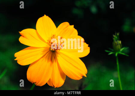 Cosmos sulfureus ist auch als Schwefel Kosmos und gelb Kosmos bekannt. Stockfoto