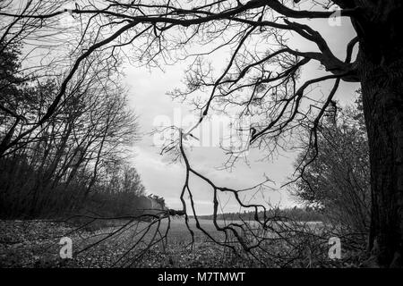 März 12, 2018 - Großpolen, Polen - Orte - der Wald und seine Umgebung in den frühen Frühling. (Bild: © dawid Tatarkiewicz über ZUMA Draht) Stockfoto