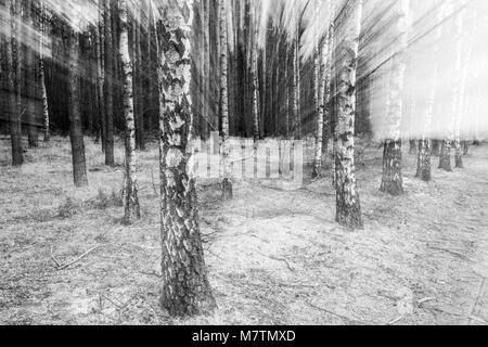 März 12, 2018 - Großpolen, Polen - Orte - der Wald und seine Umgebung in den frühen Frühling. (Bild: © dawid Tatarkiewicz über ZUMA Draht) Stockfoto