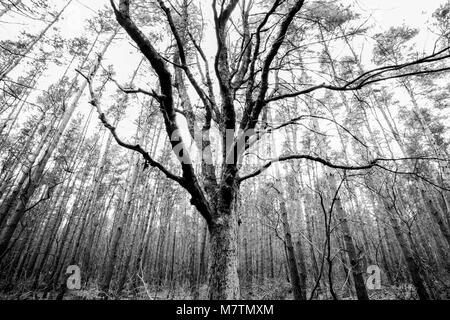 März 12, 2018 - Großpolen, Polen - Orte - der Wald und seine Umgebung in den frühen Frühling. (Bild: © dawid Tatarkiewicz über ZUMA Draht) Stockfoto