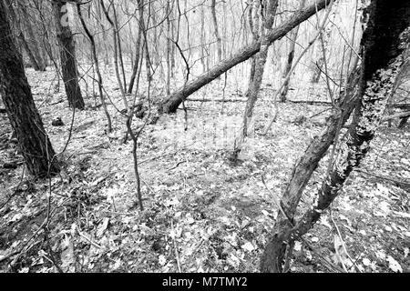 März 12, 2018 - Großpolen, Polen - Orte - der Wald und seine Umgebung in den frühen Frühling. (Bild: © dawid Tatarkiewicz über ZUMA Draht) Stockfoto