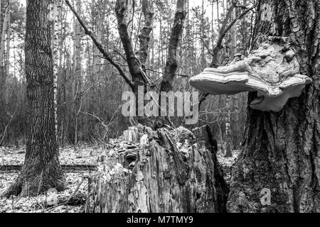 März 12, 2018 - Großpolen, Polen - Orte - der Wald und seine Umgebung in den frühen Frühling. (Bild: © dawid Tatarkiewicz über ZUMA Draht) Stockfoto