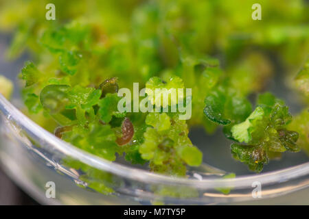 08 März 2018, Deutschland, Quedlinburg: Geranium Sämlinge in einer Petrischale am Julius-Kuehn-Institut. Foto: Klaus-Dietmar Gabbert/dpa-Zentralbild/ZB Stockfoto