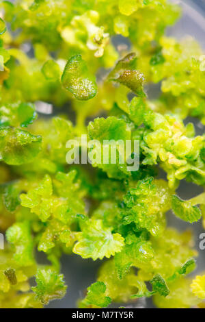 08 März 2018, Deutschland, Quedlinburg: Geranium Sämlinge in einer Petrischale am Julius-Kuehn-Institut. Foto: Klaus-Dietmar Gabbert/dpa-Zentralbild/ZB Stockfoto