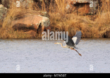 Ein Great Blue Heron fliegen über den See an der Wichita Mountains Wildlife Refuge in Indiahoma, Oklahoma 2018 entfernt Stockfoto