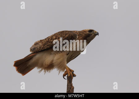 Ein roter Schwanz Hawk Salden auf einen gebrochenen Ast entlang einer Straße zurück in Oklahoma 2018 Stockfoto