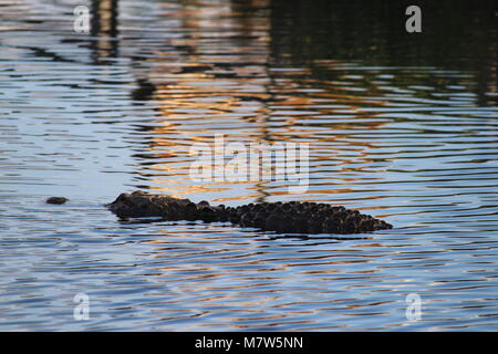 Alligator im Wasser schweben Stockfoto