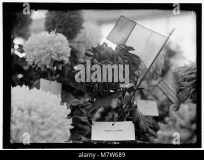 JOFFRE, JOSEPH JACQUES CESARE. MARECHAL VON FRANKREICH, 1916. Chrysantheme namens 'GENERAL JOFFRE' LCCN 2016868582 Stockfoto