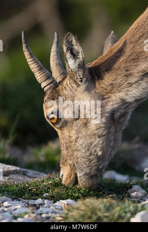 Kopf Detail der Beweidung weiblichen iberische Steinböcke im Parque Natural Los Häfen de Beceite Stockfoto