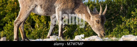 Panorama Detail der Beweidung weiblichen iberische Steinböcke im Parc Natural los Häfen de Beceite Stockfoto