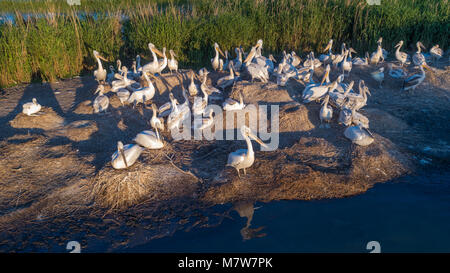 dalmatinische Pelikane (Pelecanus Crispus) im Donaudelta Rumäniens. Luftbild mit Drohne. Stockfoto