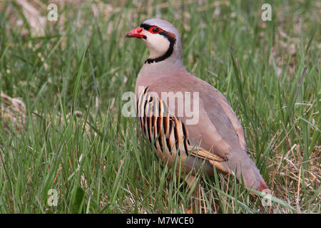 Chukar, Alectoris chukar; die Chukar wurde als Spiel Bird nach Nordamerika, wo es in einigen trockenen Regionen des Westens vorwärtsgekommen geholt hat. Stockfoto