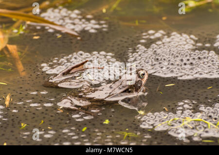 Grasfrosch (Rana temporaria) auf frogspawn in einem Teich in Surrey, Großbritannien Stockfoto