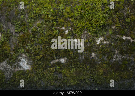 Echten moss Textur und konkrete Grün Stockfoto