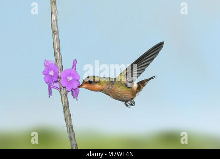 Getuftete Coquette - Lophornis ornatus - weiblich Stockfoto