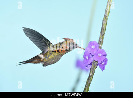 Getuftete Coquette - Lophornis ornatus - unreifen männlichen Stockfoto