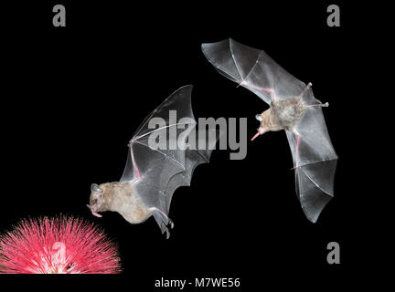 Gemeinsame Lange - Bat-Glossophaga soricina tonged Stockfoto