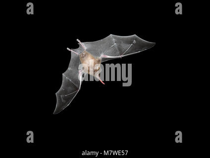 Gemeinsame Lange - Bat-Glossophaga soricina tonged Stockfoto