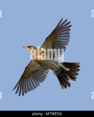 - Wacholderdrossel Turdus pilaris L 24-26 cm. Eine grosse und pralle Soor. Mitarbeiter mit Redwing im Winter Herden. Geschlechter sind ähnlich. Erwachsene hat blau-grauen Kopf, Stockfoto