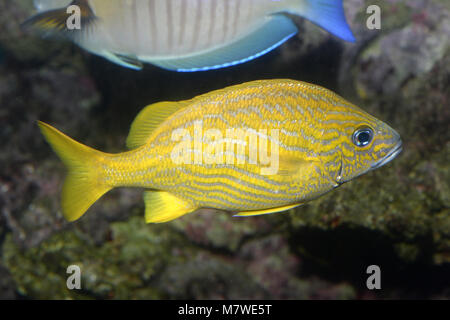 Haemulon flavolineatum French Grunt - Stockfoto