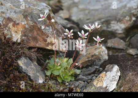 Sternenhimmel - Steinbrech Saxifraga Stellaris Stockfoto