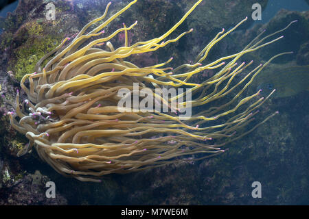 Giant Anemone - Condylactis gigantea Stockfoto