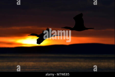 Shag - Phalacrocorax aristotelis Stockfoto