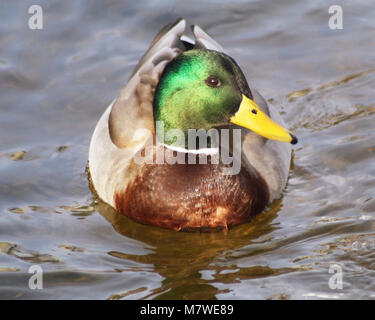 Nahaufnahme einer Stockente Erpel schwimmen auf ruhigen Gewässern Stockfoto