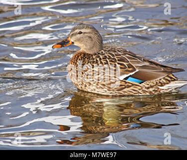 Stockente Weibchen schwimmen auf ruhigen Gewässern Stockfoto