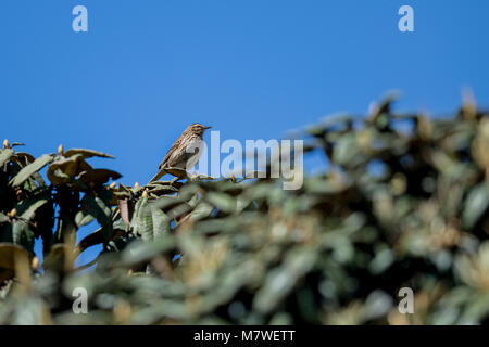 Die indische Regierung Bush Lerche (Mirafra erythroptera) ist eine Pflanzenart aus der Gattung der Lerche in der Familie Alaudidae in Südasien gefunden. Stockfoto