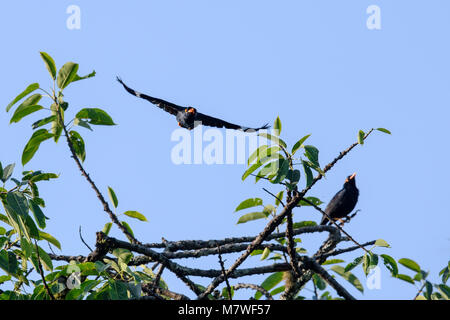 Nahaufnahme des Gemeinsamen Hill Myna (Gracula religiosa intermedia), auf die Natur Hintergrund mit Freistellungspfad isoliert, gemeinsame Hill Myna Paar, Stockfoto