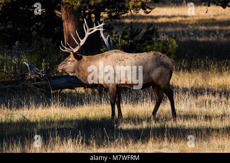 Bull elk in Rut, Yellowstone National Park, Wyoming Stockfoto