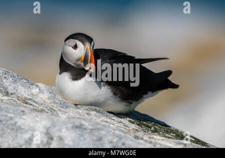 Papageitaucher Stockfoto