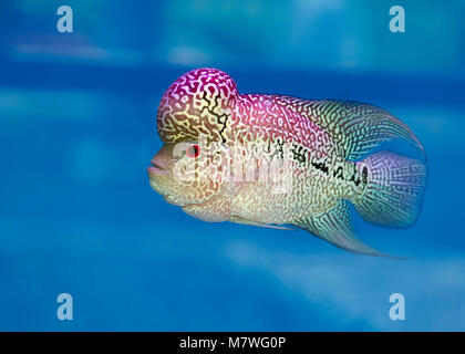 Flowerhorn Cichliden bunte Fische schwimmen im Aquarium. Dies ist ein Zierfische, symbolisiert das Glück des Feng Shui im Haus der Asiatischen Stockfoto