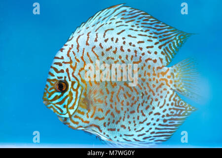 Flowerhorn Cichliden bunte Fische schwimmen im Aquarium. Dies ist ein Zierfische, symbolisiert das Glück des Feng Shui im Haus der Asiatischen Stockfoto