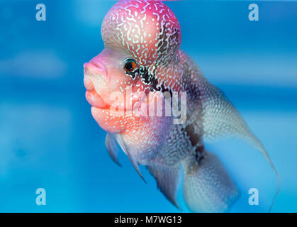 Flowerhorn Cichliden bunte Fische schwimmen im Aquarium. Dies ist ein Zierfische, symbolisiert das Glück des Feng Shui im Haus der Asiatischen Stockfoto